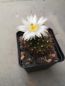 Preview: Mammillaria wrightii var. wolfii GL019